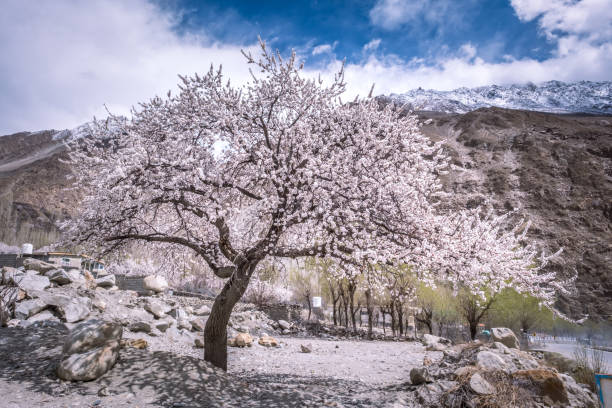 Cherry blossom and apricot blossom , landscape photography of spring season is northern areas of Gilgit Baltistan, also known as springtime