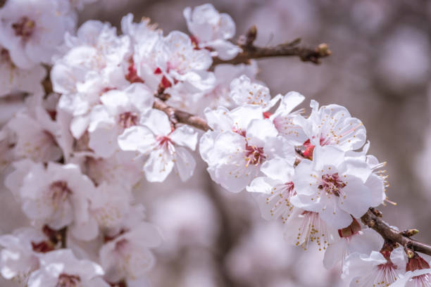 Close up Cherry blossom is northern areas of Gilgit Baltistan, also known as springtime