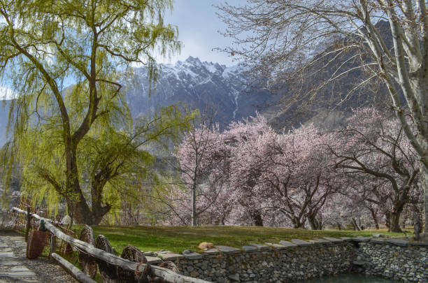 Spring emerges at Altit Fort Hunza in a vibrant symphony of colors. Amidst ancient walls, the garden becomes a canvas where the delicate shades of spring intertwine, breathing life into the historic Altit Fort.