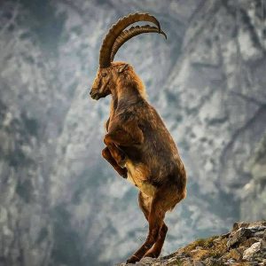 c3cc99fcca45bfd2a249adef217c6ce8